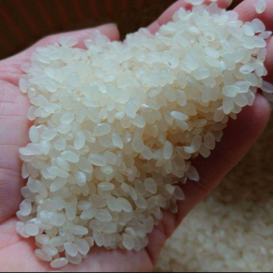 小さな農家の丁寧に育てた☆美味しいお米　長野県産　コシヒカリ 10kg