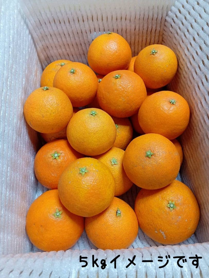 308愛果 まどんな 家庭用 10kg