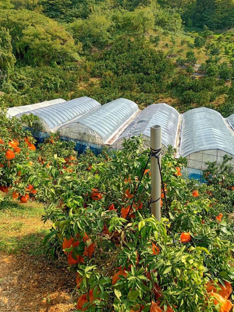 308愛果 まどんな 家庭用 10kg