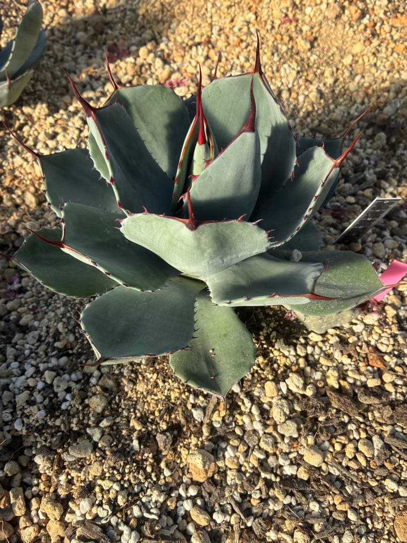 n*7様 祝　新年1発目　優秀株　パリー　パリートランカータ