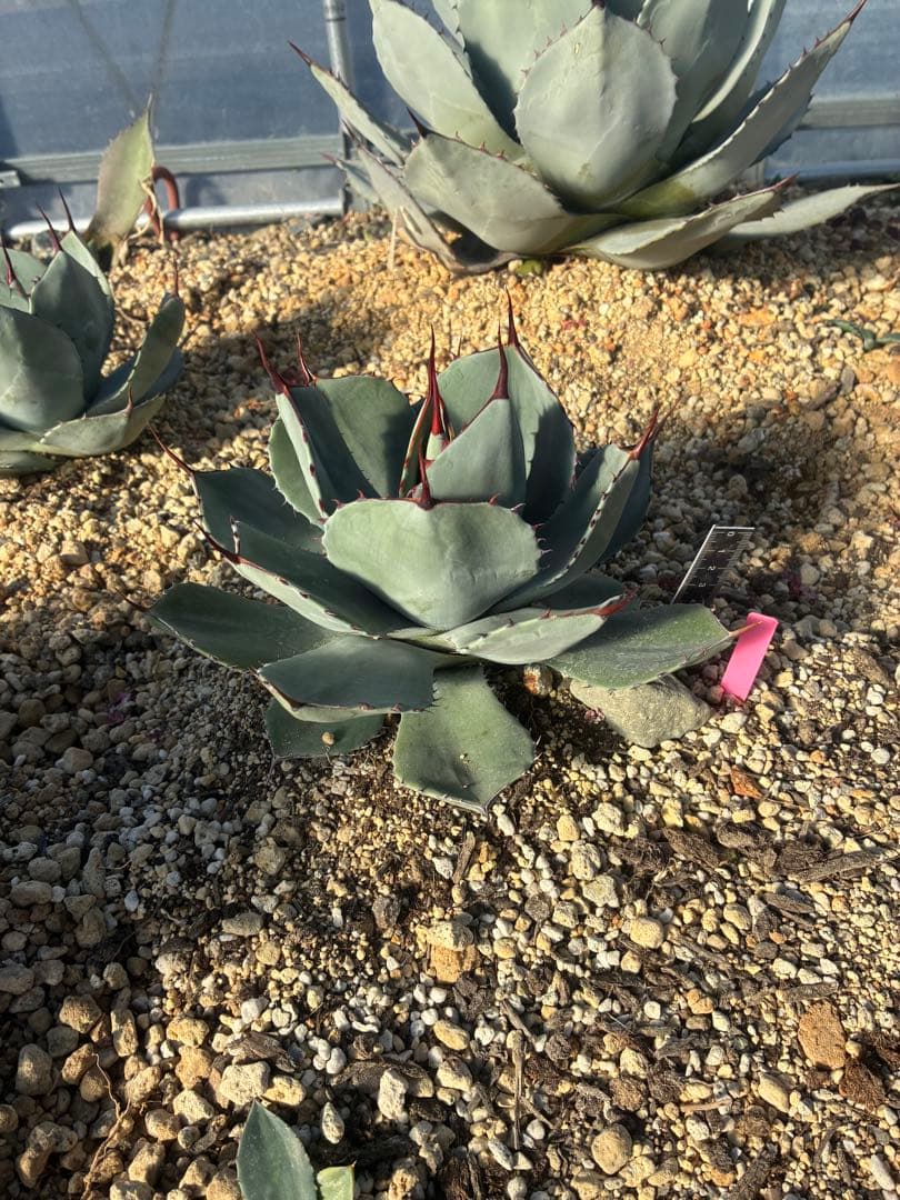 n*7様 祝　新年1発目　優秀株　パリー　パリートランカータ