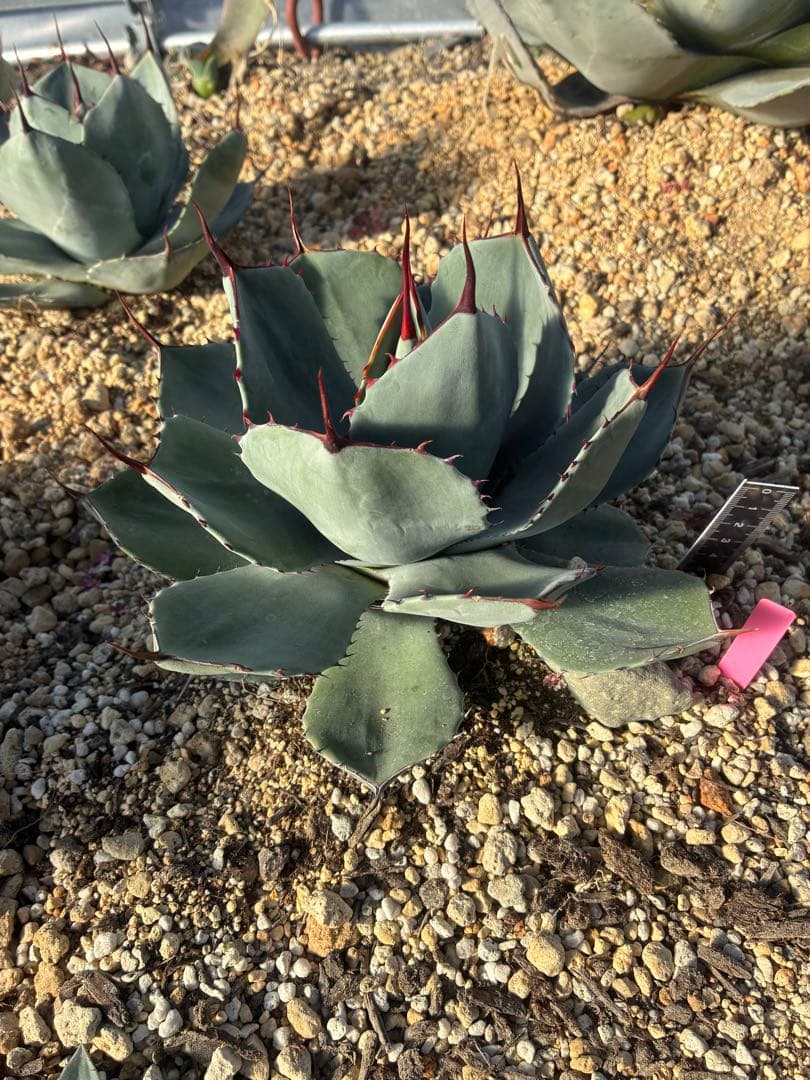 n*7様 祝　新年1発目　優秀株　パリー　パリートランカータ