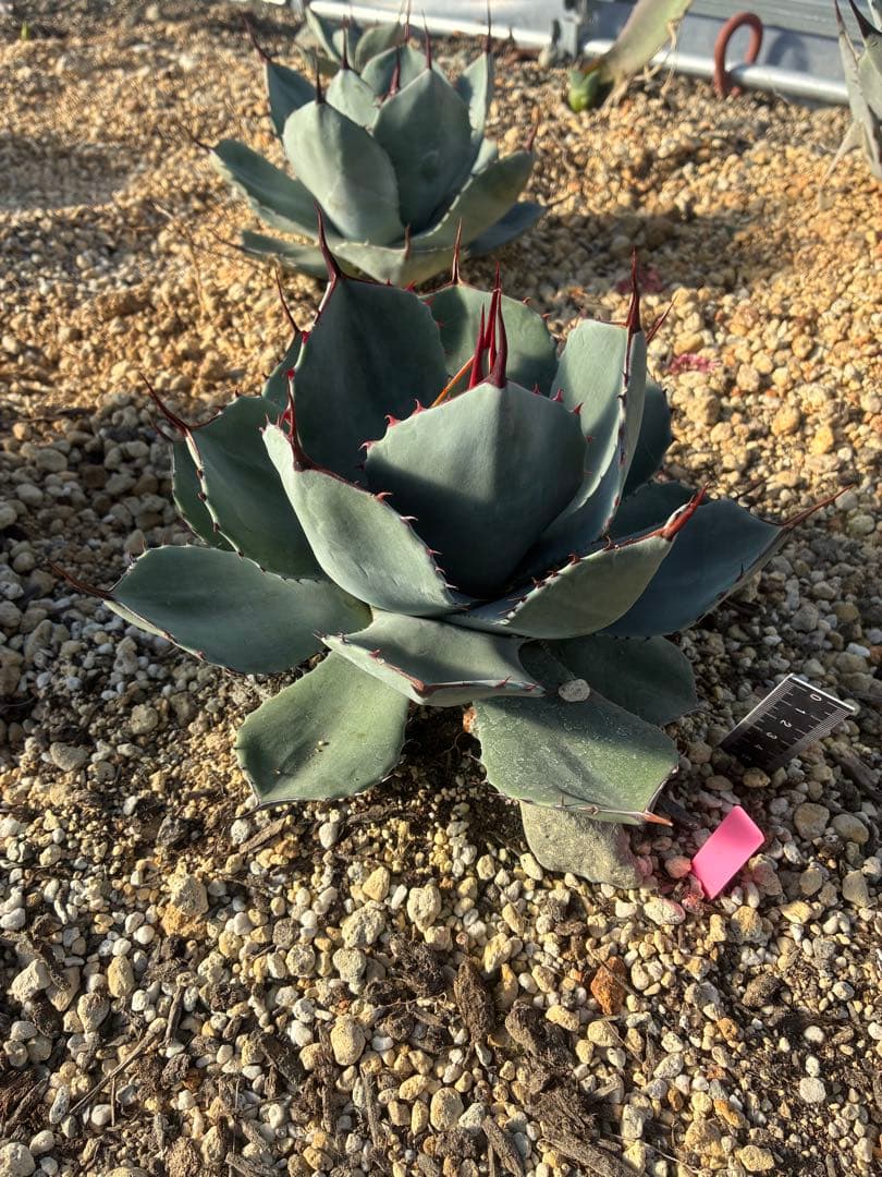 n*7様 祝　新年1発目　優秀株　パリー　パリートランカータ