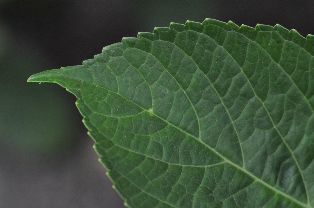 試写あり MINOLTA MC ROKKOR-PF 85mm f/1.8レンズ