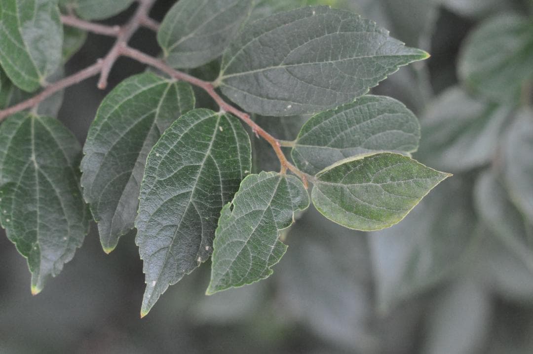 試写あり MINOLTA MC ROKKOR-PF 85mm f/1.8レンズ