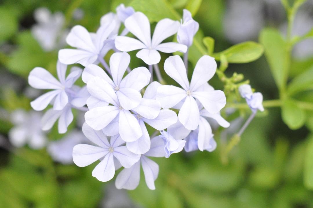 試写あり MINOLTA MC ROKKOR-PF 85mm f/1.8レンズ