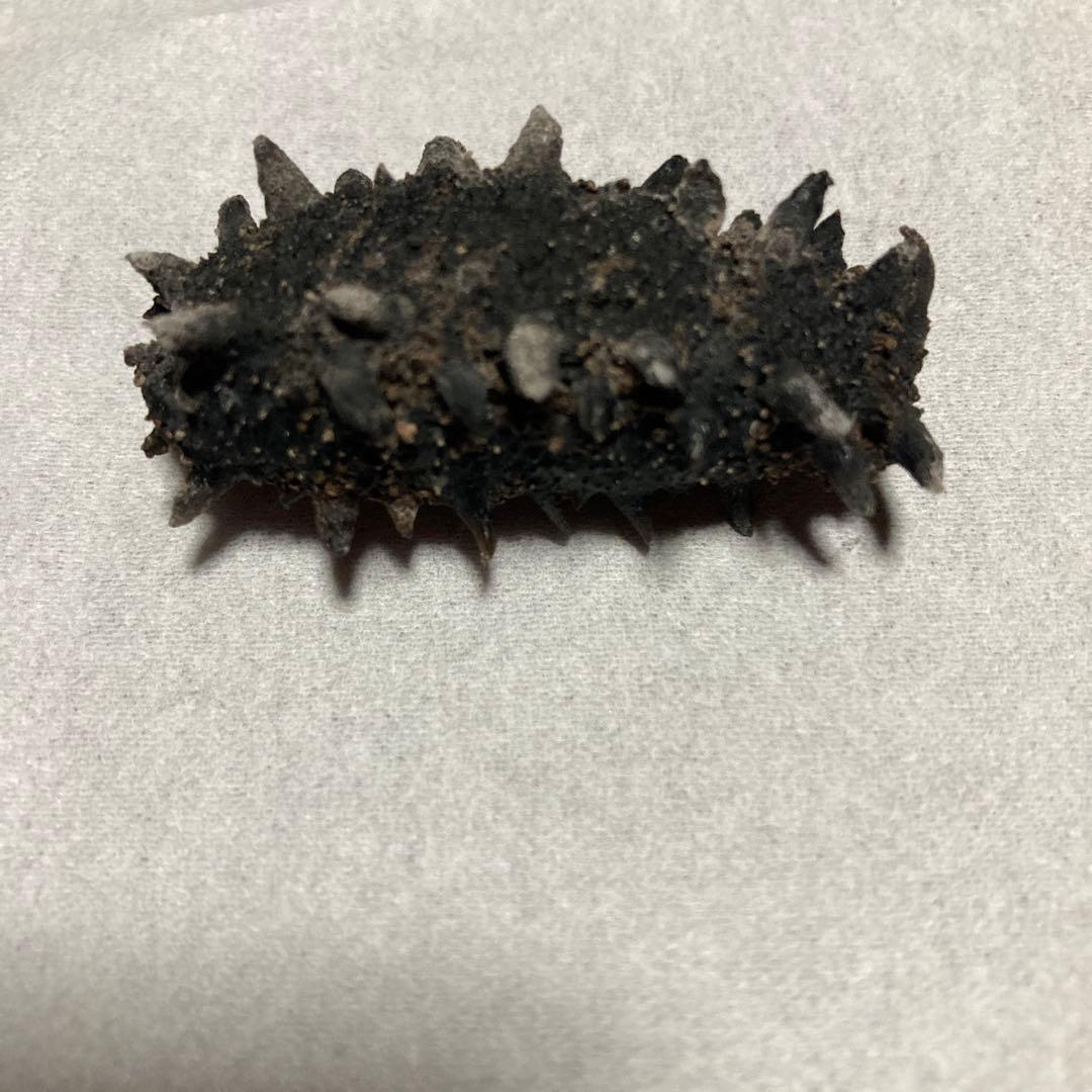 #黒い海鼠（加工食品）北海道産黒ナマコ