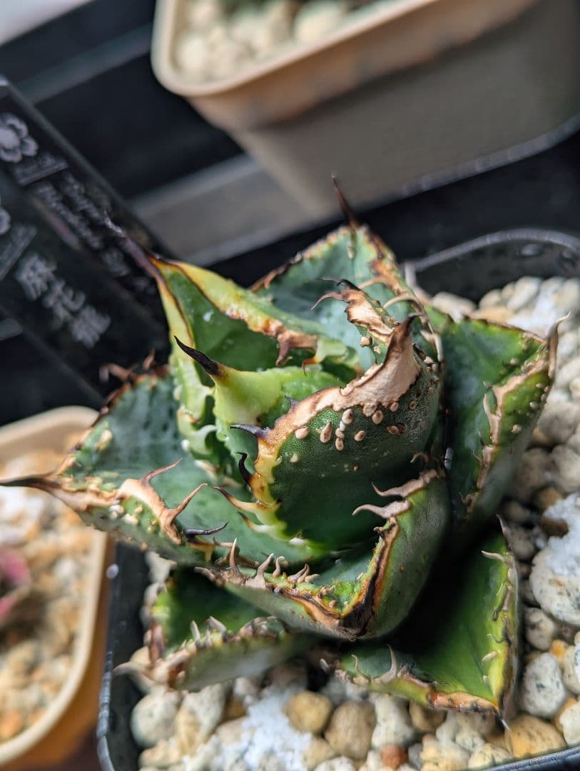 秘蔵株 チタノタ「スーパー麻花」超ブツブツ SUPER MaHua 超短葉