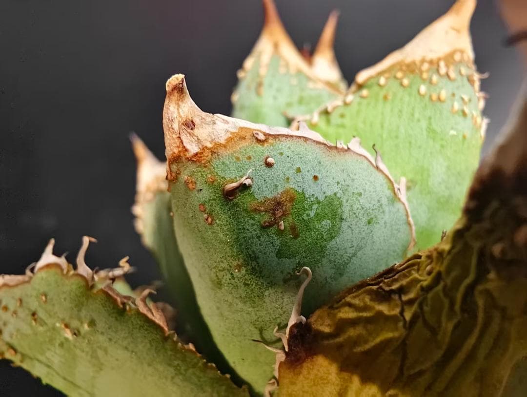 C*A様 アガベ チタノタ 麻花龍 極上強棘 特選美株 ブツブツ コレクシ Li