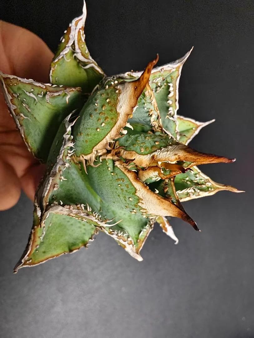 C*A様 アガベ チタノタ 麻花龍 極上強棘 特選美株 ブツブツ コレクシ Li