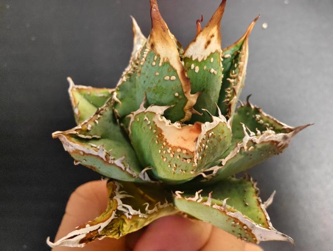 C*A様 アガベ チタノタ 麻花龍 極上強棘 特選美株 ブツブツ コレクシ Li