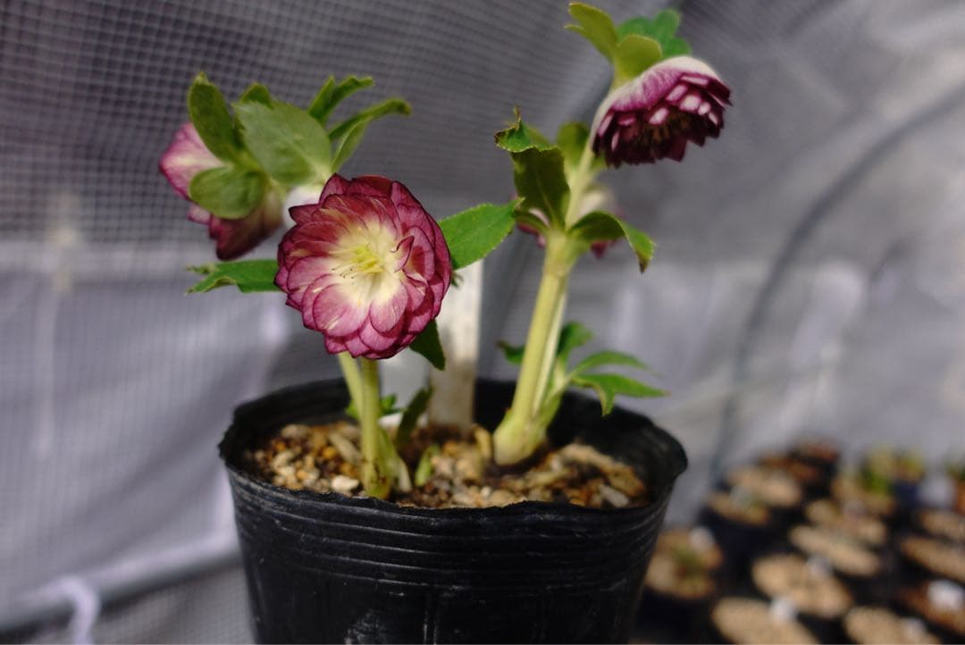 n*h様 クリスマスローズ　紅白の輝き