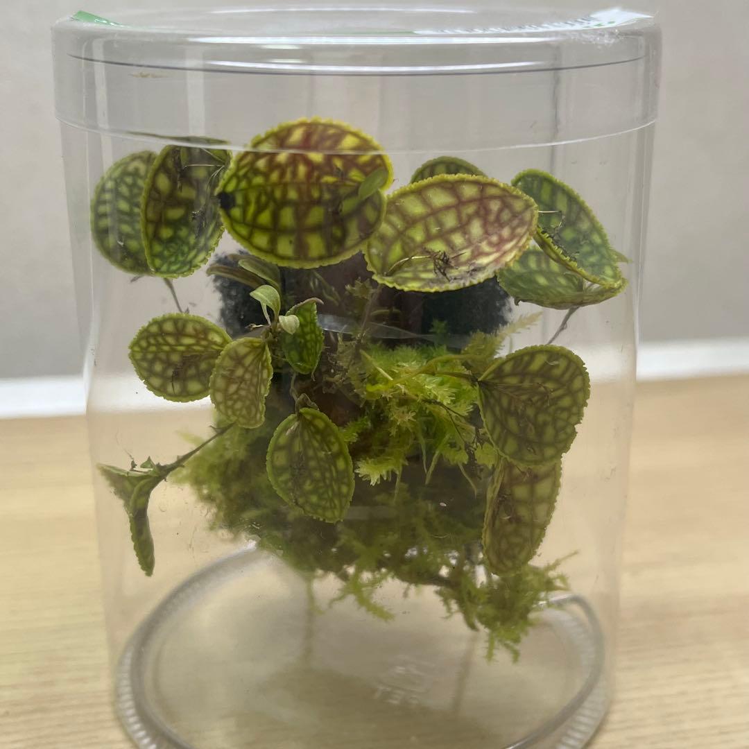 アツ　MARU 95 2個　ADA レパンテス・カロディクティオン 。