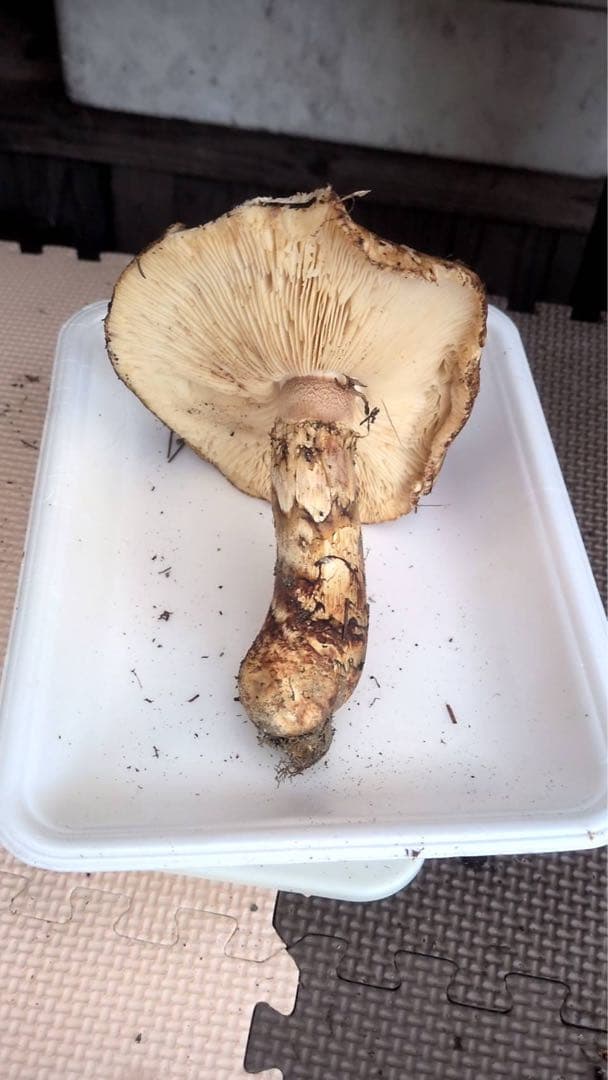 イノッチ 岩手県産 松茸