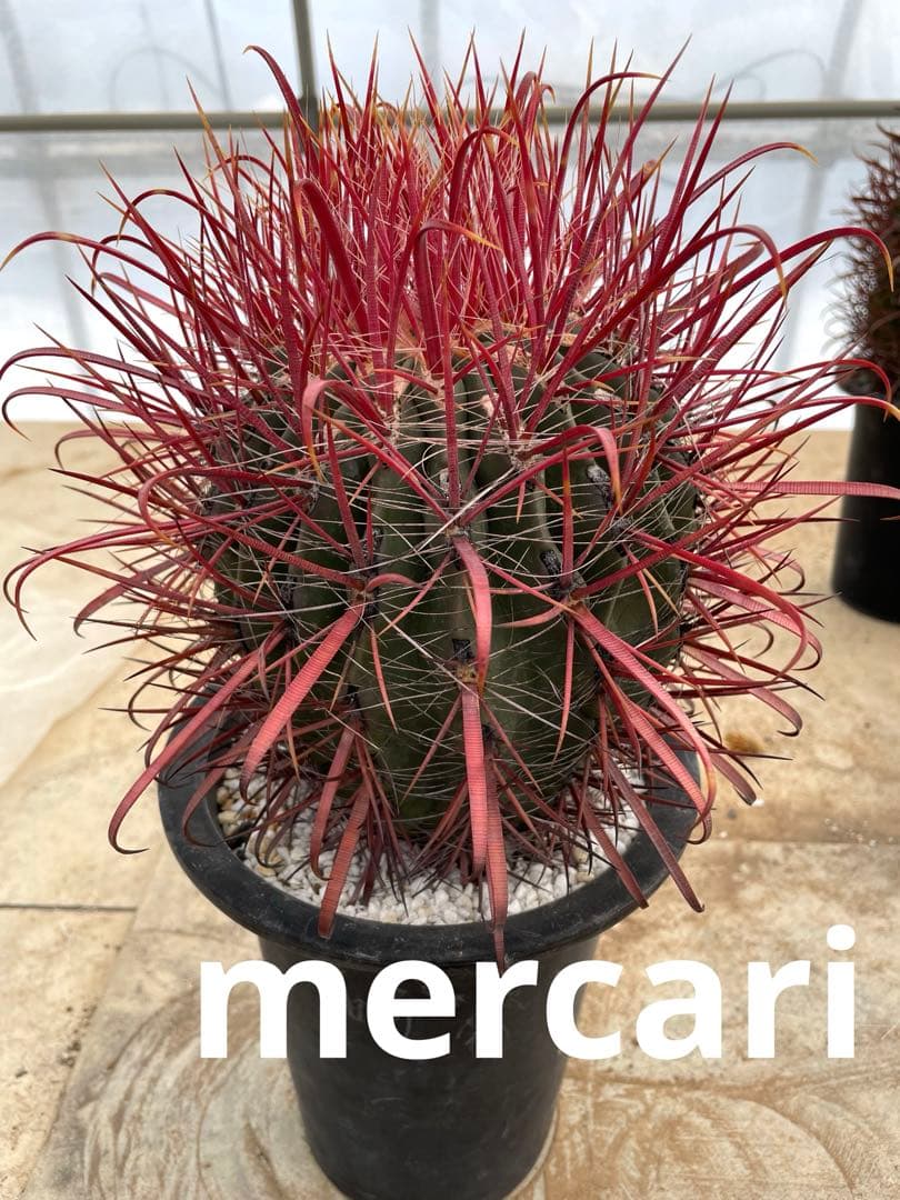 HamuHamu サボテン フェロカクタス 刈穂玉sp