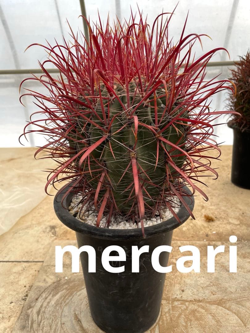 HamuHamu サボテン フェロカクタス 刈穂玉sp