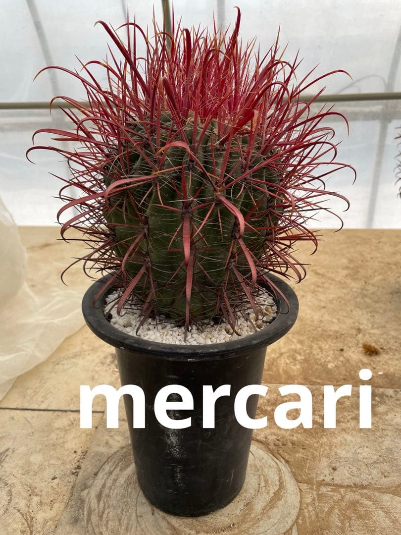 HamuHamu サボテン フェロカクタス 刈穂玉sp