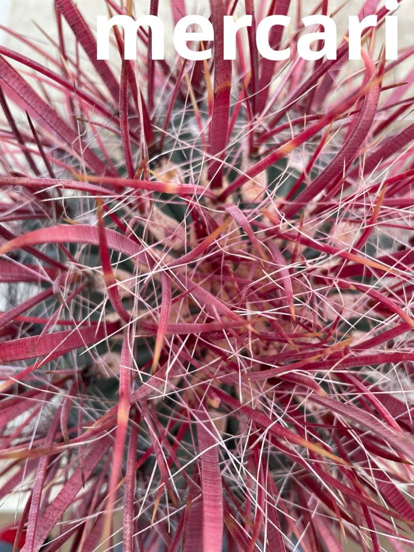 HamuHamu サボテン フェロカクタス 刈穂玉sp