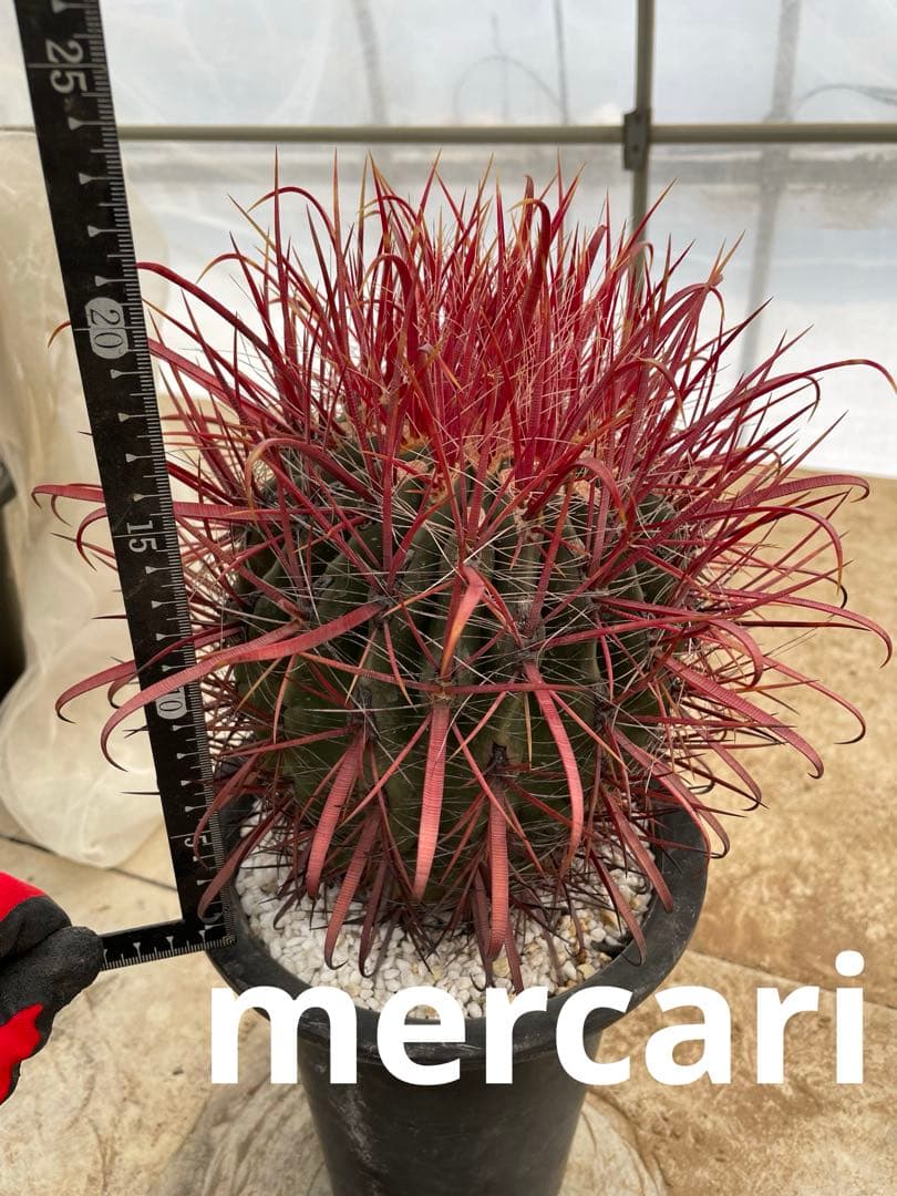 HamuHamu サボテン フェロカクタス 刈穂玉sp