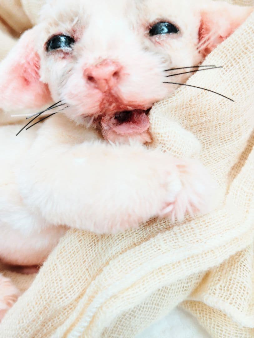 生後１０日♡リアルな子♡フェネック赤ちゃん♡アートドール♡ぬいぐるみ♡