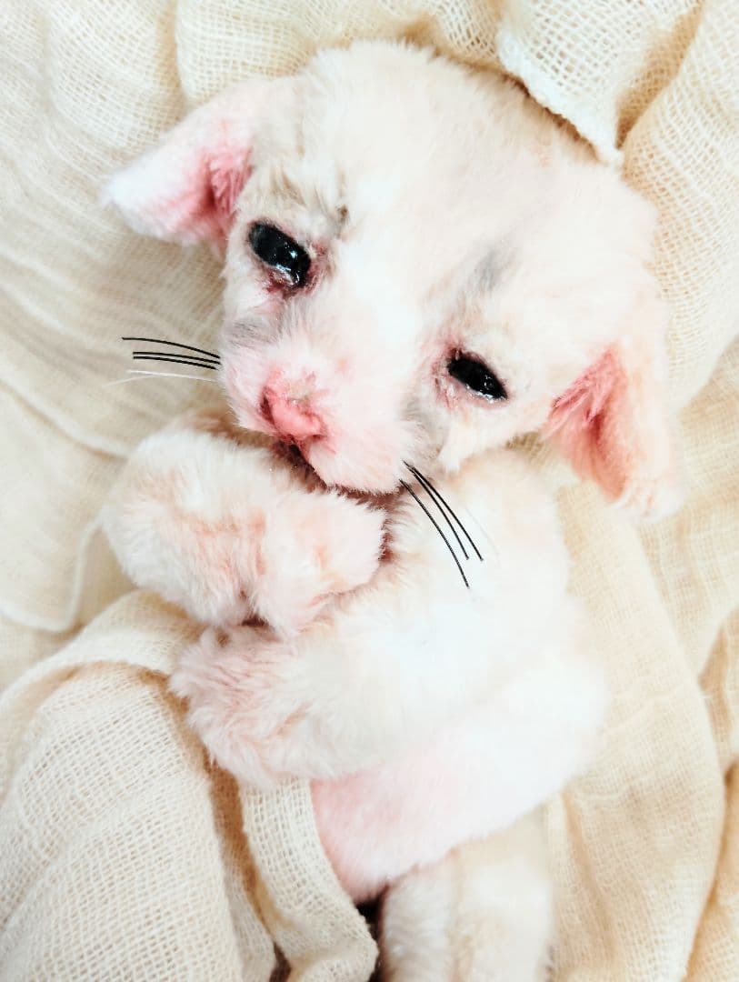 生後１０日♡リアルな子♡フェネック赤ちゃん♡アートドール♡ぬいぐるみ♡