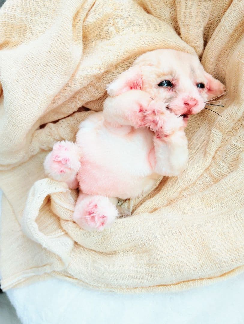 生後１０日♡リアルな子♡フェネック赤ちゃん♡アートドール♡ぬいぐるみ♡