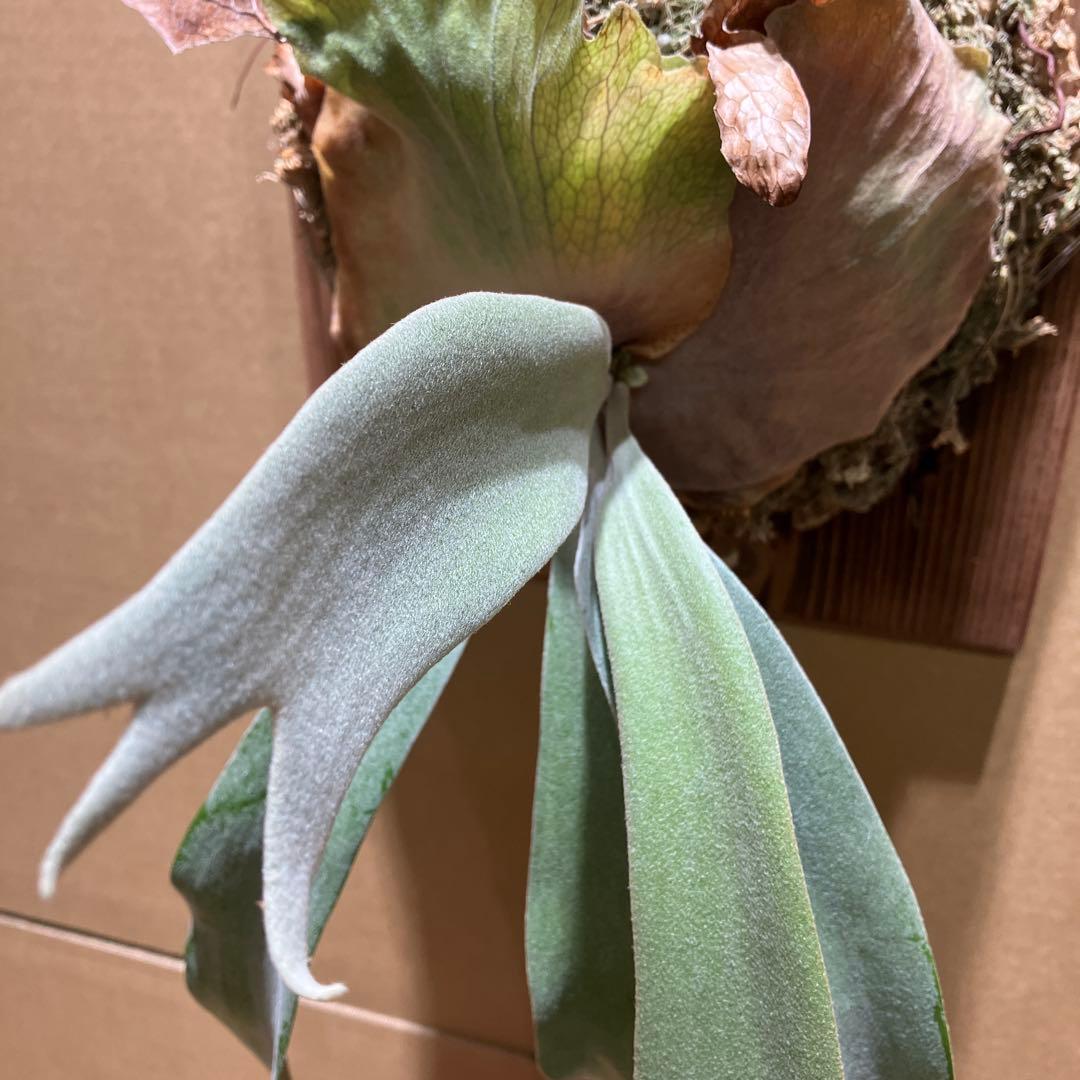 P.willinkii Sri Peuak×willinkii Watchara