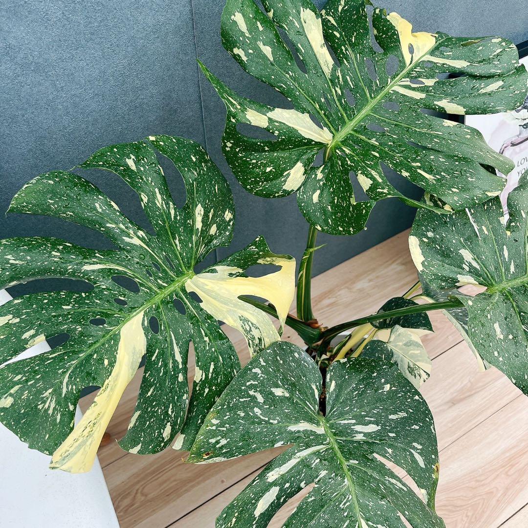 ［現品］【希少】26番　モンステラ　斑入り　7号　レア　観葉植物　室内　大型