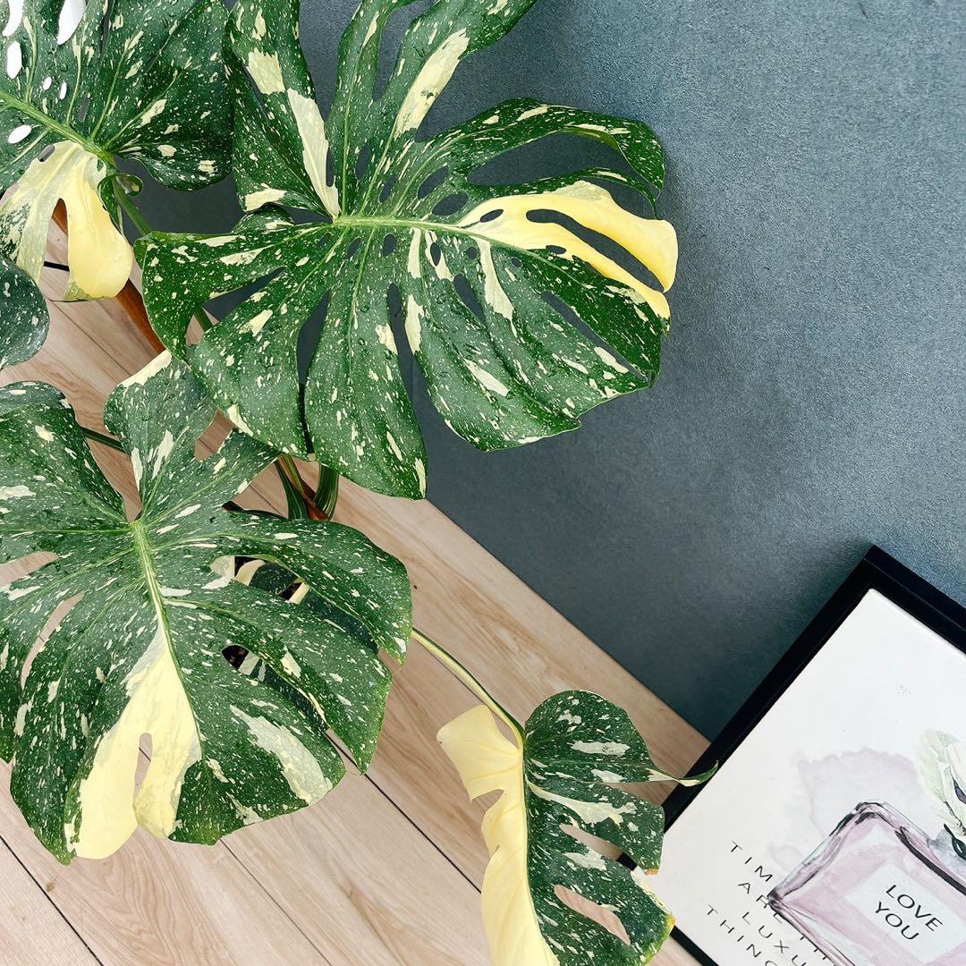 ［現品］【希少】26番　モンステラ　斑入り　7号　レア　観葉植物　室内　大型