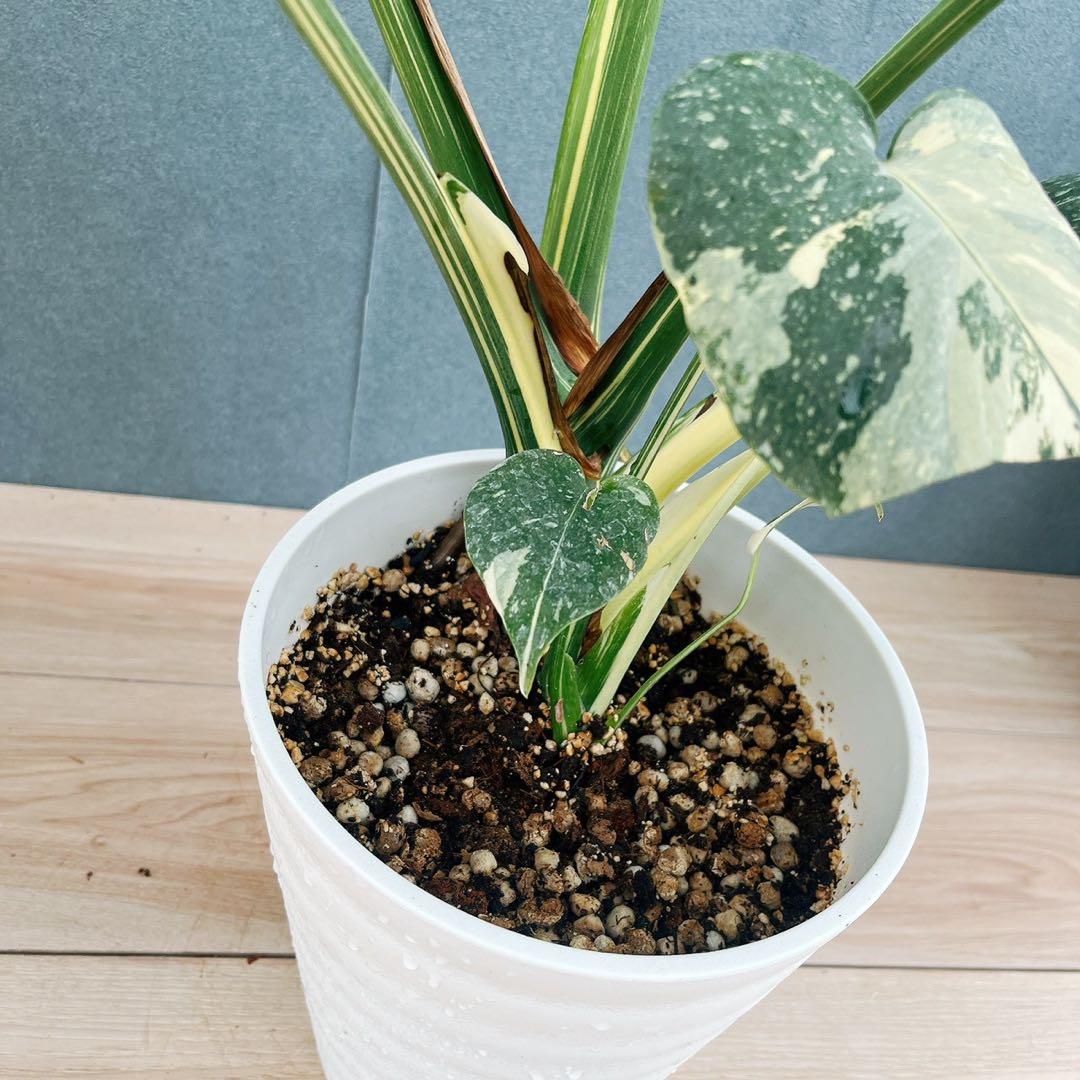 ［現品］【希少】26番　モンステラ　斑入り　7号　レア　観葉植物　室内　大型