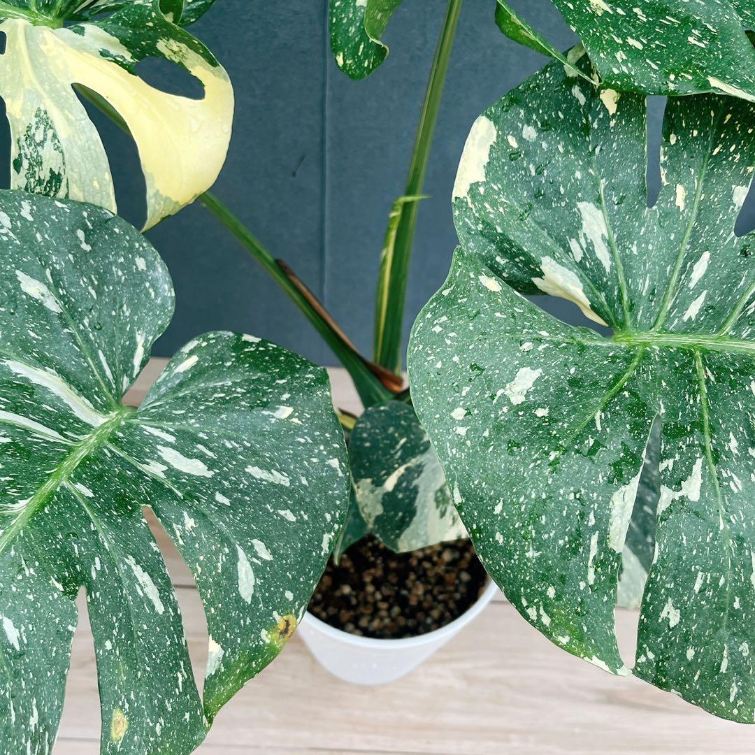 ［現品］【希少】26番　モンステラ　斑入り　7号　レア　観葉植物　室内　大型