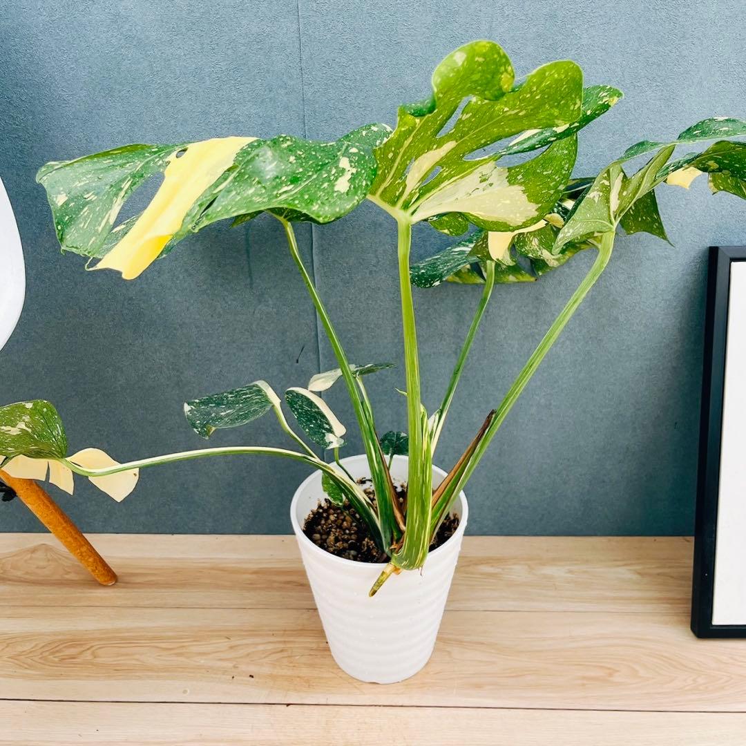 ［現品］【希少】26番　モンステラ　斑入り　7号　レア　観葉植物　室内　大型