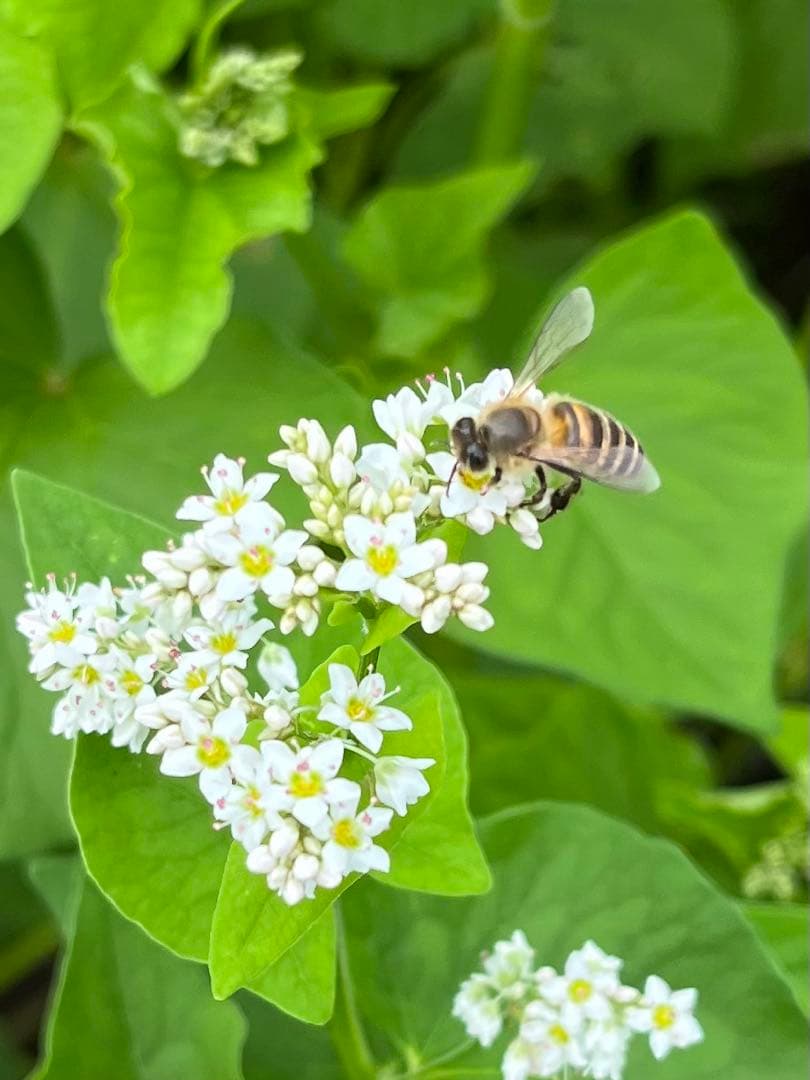 日本ミツバチ・純粋天然蜂蜜1000g