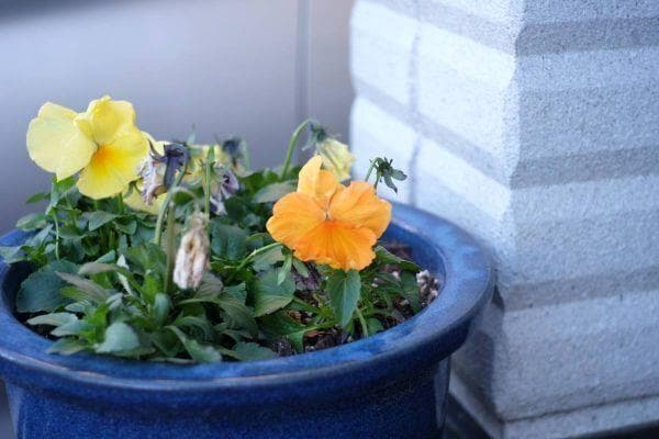 ★快調！光学美品★SONY E 16-50mm F3.5-5.6 PZ OSS