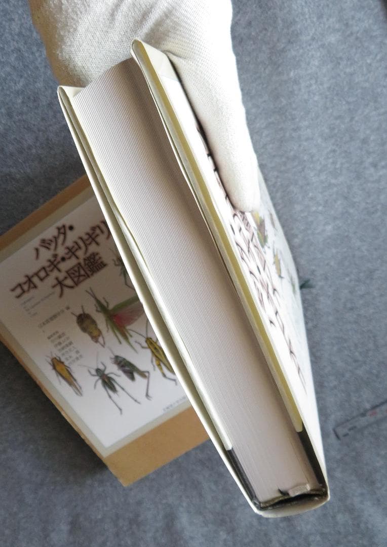 バッタ・コオロギ・キリギリス大図鑑