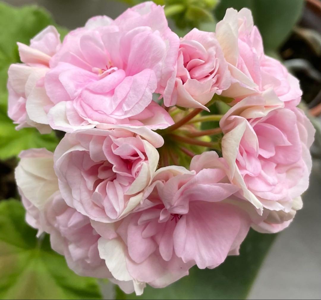 日本初海外品種ゼラニウム　希少品種ゼラニウム