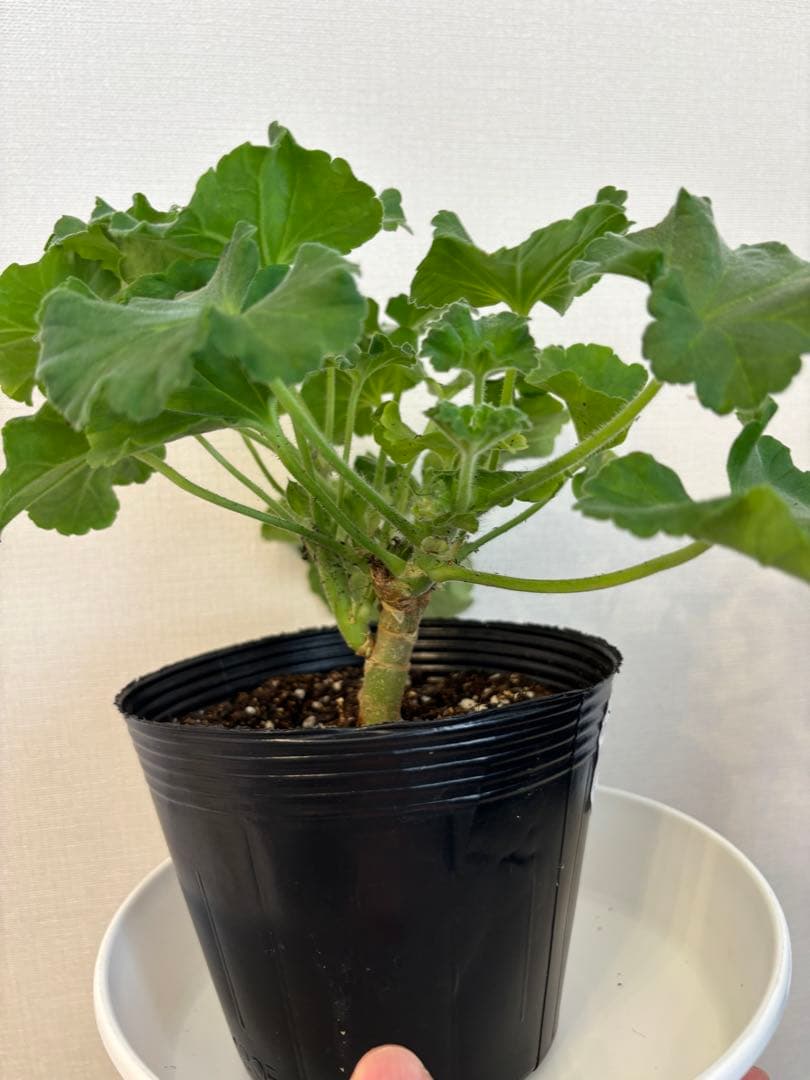 日本初海外品種ゼラニウム　希少品種ゼラニウム