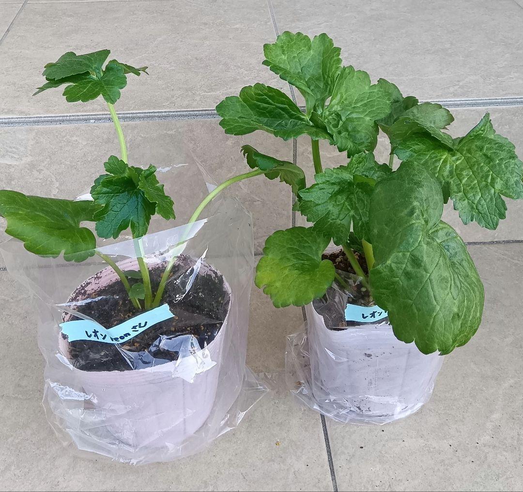 レオンreon　ラナンキュラスラックス　2苗セット