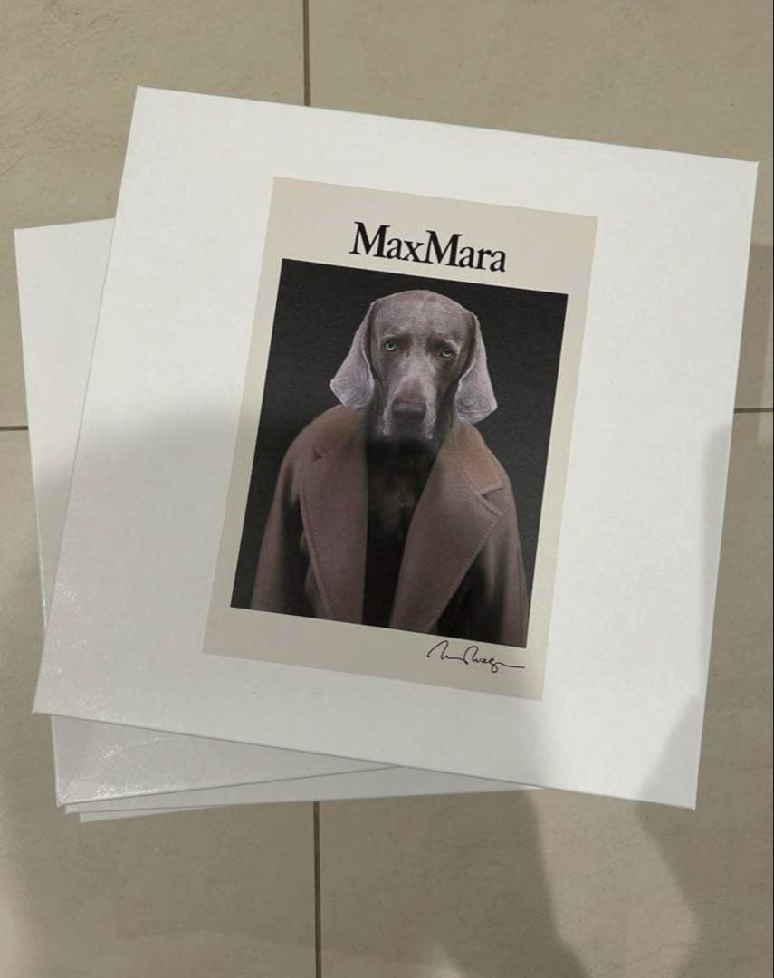 新品タグ付き　 MAXMARA CIPRIA 犬　Tシャツ　タキマキ愛用