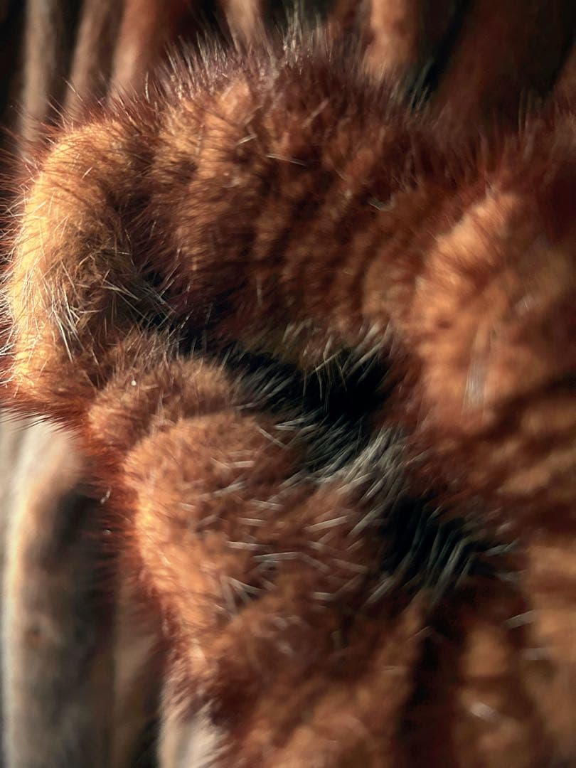 超美品♡EMBA ミンク　ダークブラウン　13号　リアルファー　ファーコート