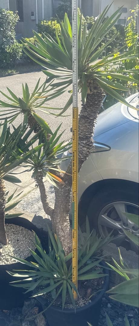 Tak ユッカグロリオサ　分頭！　子株も有り　芋付き　直接取り引きのみ