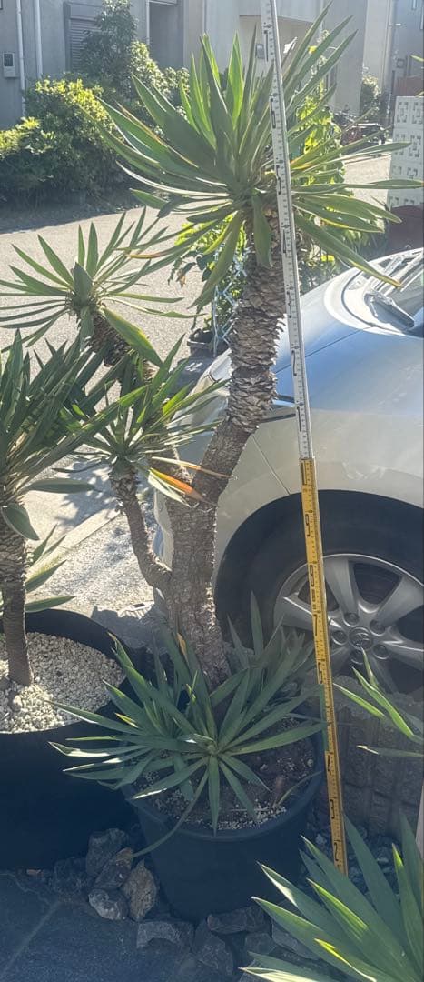 Tak ユッカグロリオサ　分頭！　子株も有り　芋付き　直接取り引きのみ