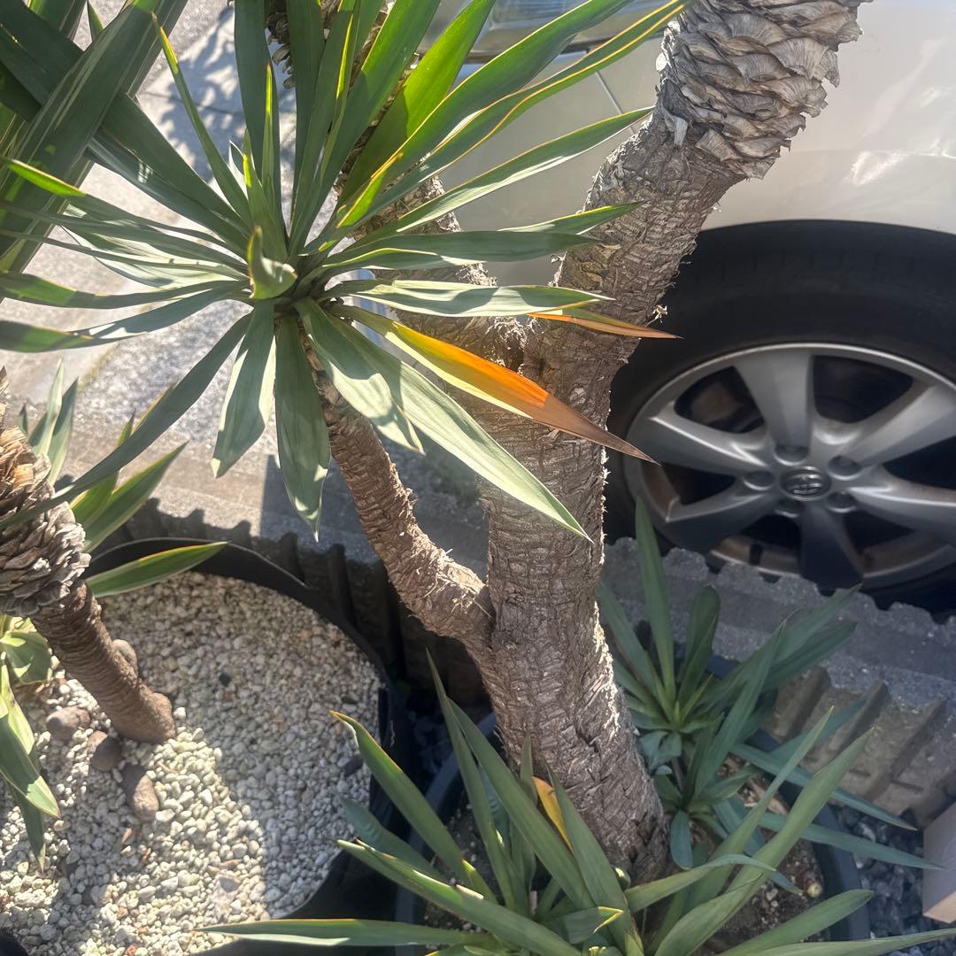 Tak ユッカグロリオサ　分頭！　子株も有り　芋付き　直接取り引きのみ