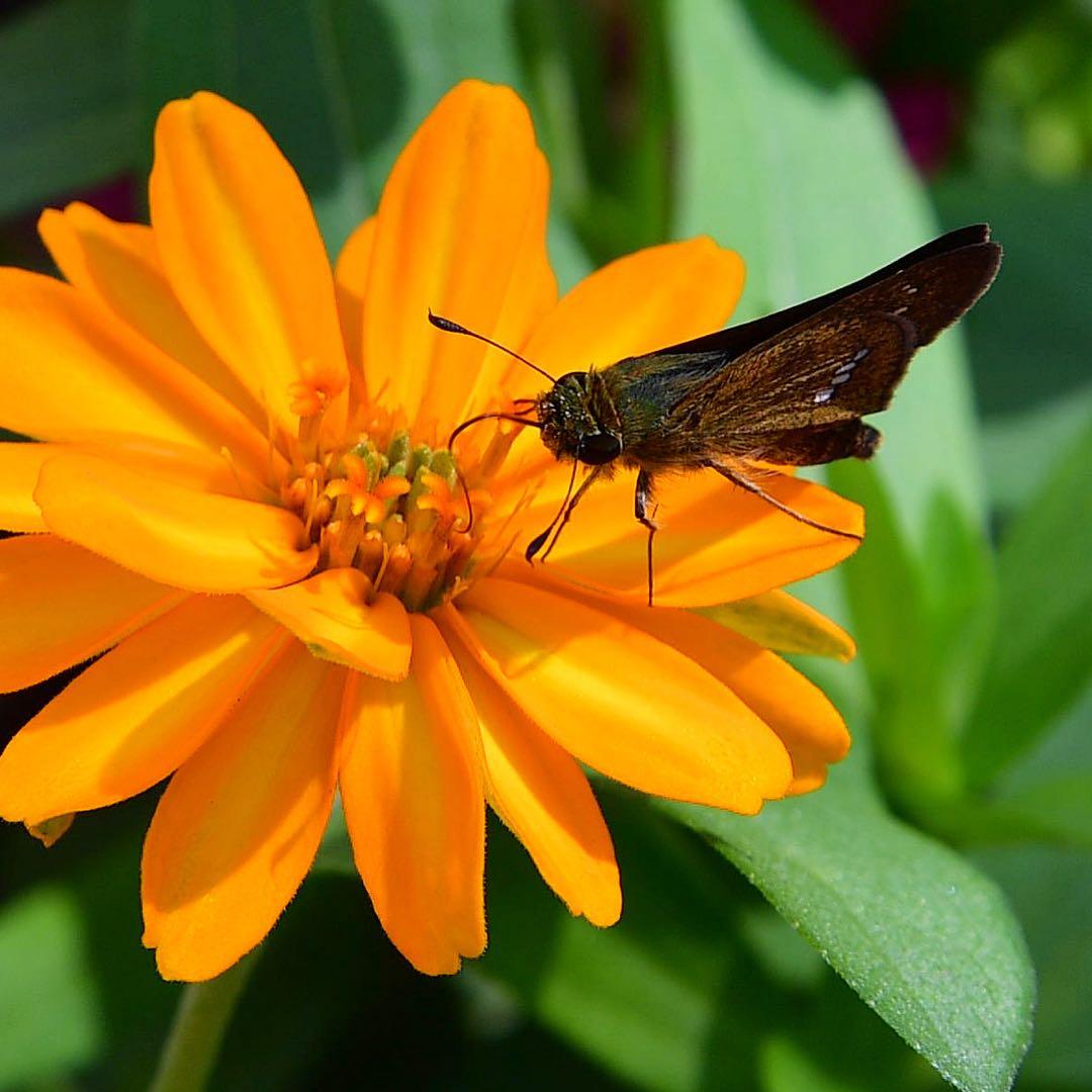 値下げAF-S NIKKOR 24-85mm f/3.5-4.5G ED VR