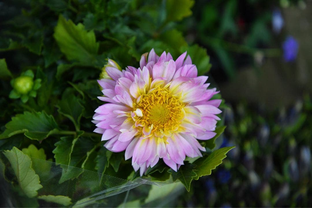 値下げAF-S NIKKOR 24-85mm f/3.5-4.5G ED VR