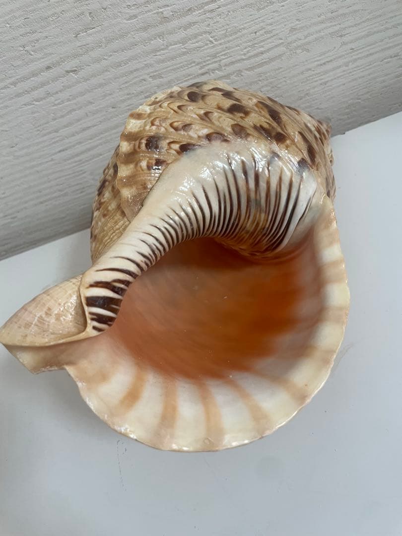 美しい貝殻置物　法螺貝　ほら貝　ホラ貝