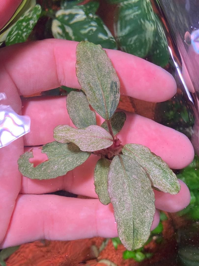 ブセファランドラｓｐ. バリエガータい斑入り