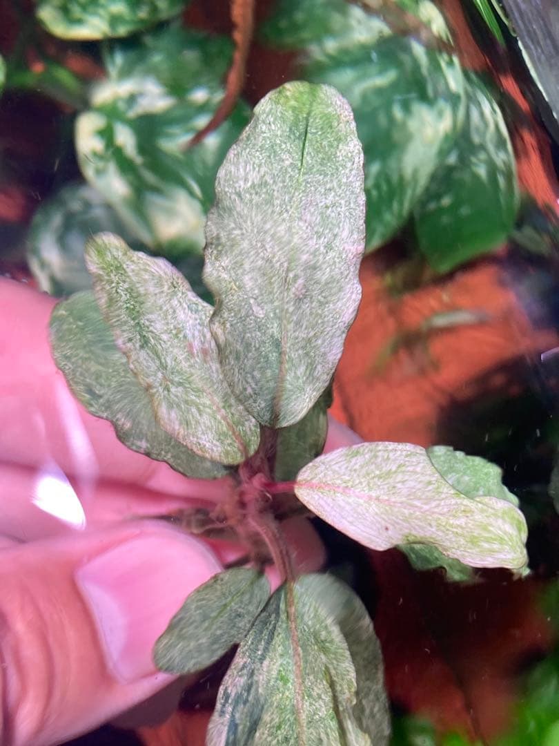 ブセファランドラｓｐ. バリエガータい斑入り