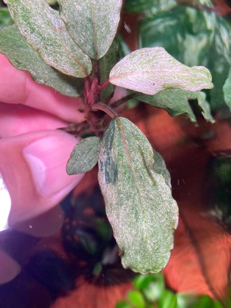 ブセファランドラｓｐ. バリエガータい斑入り