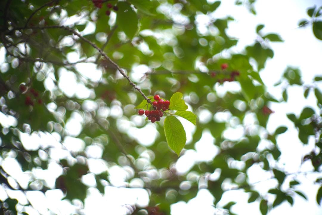 Canon 50mm F1.2 L39 作例あり